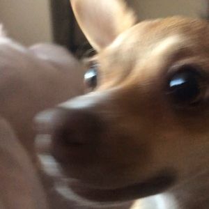 Meet your Posher, Alisa